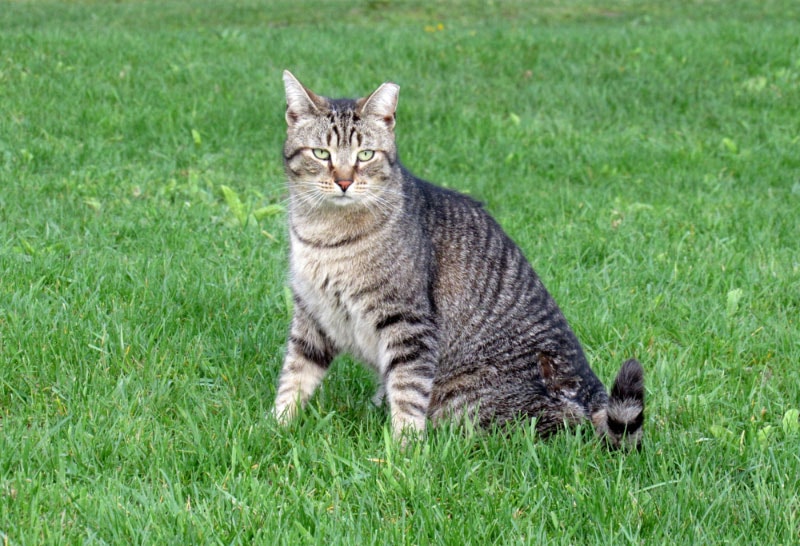 a sterilized barn cat sitting on grass