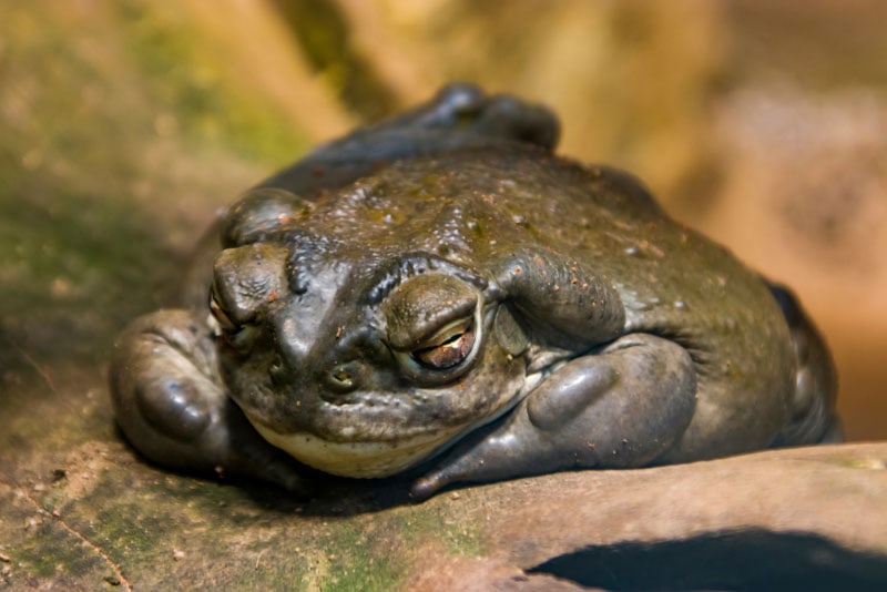 a toad sleeping