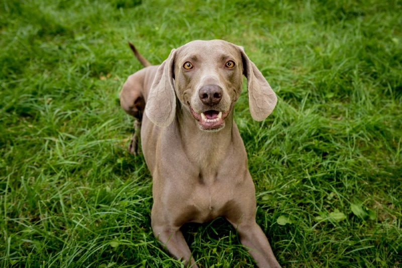 a weimaraner dog with amber eyes lying on grass
