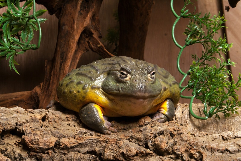 african bullfrog in vivarium
