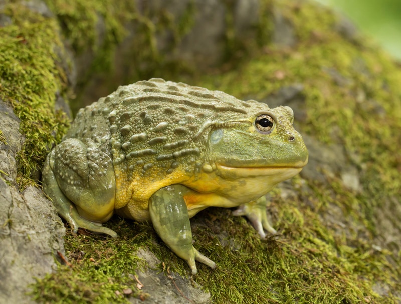 african bullfrog