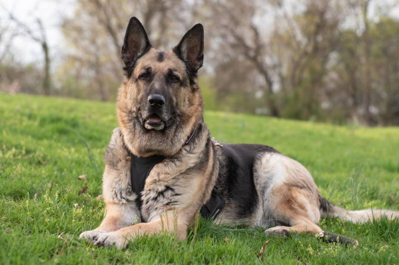 alert german shepherd dog wearign harness lying on the grass