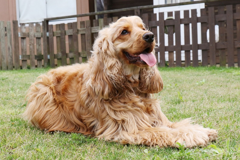 american cocker spaniel in the grass