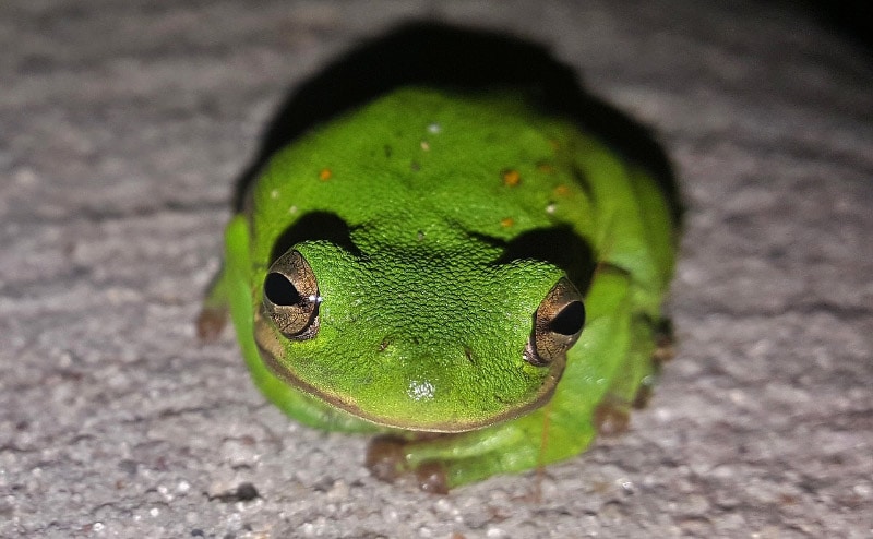 Can Frogs See Color? Vet Approved Vision Facts & FAQ | Hepper