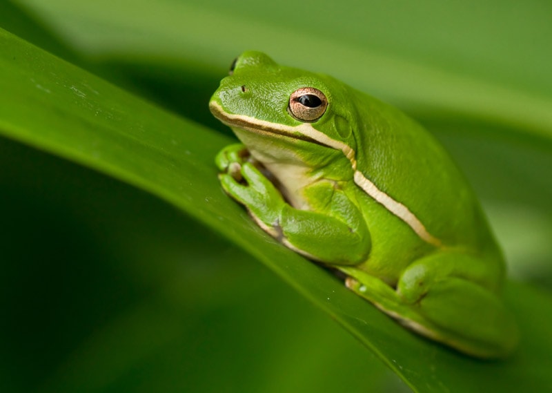 American Green Tree Frog: Lifespan, Diet, Pictures & Care Tips | Hepper
