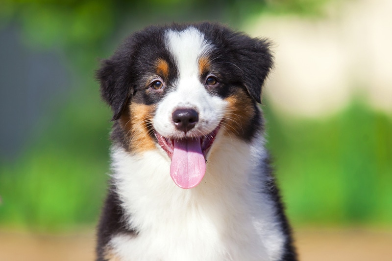 Grooming? … Do you recommend having your aussies hair cut/thinned? Bronco  lives in the (already) 100° Texas heat. I have read that their coat helps  keep them cool but have also read