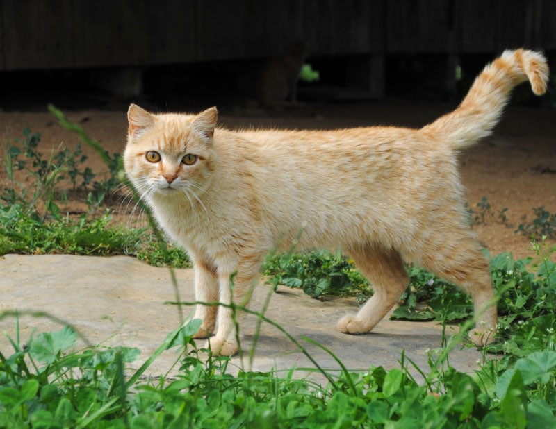 barn cat standing on a concrete pathway