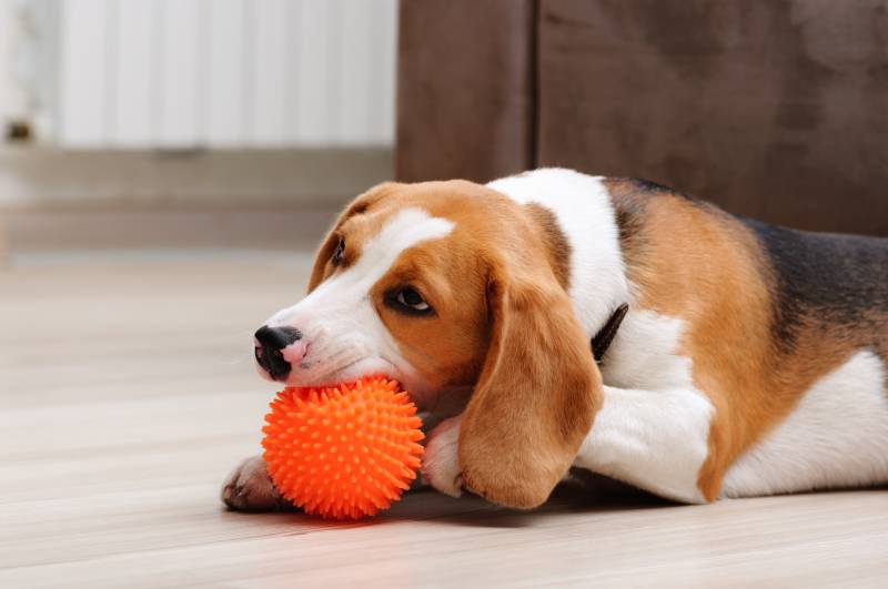 beagle puppy chewing spiky ball dog toy indoor
