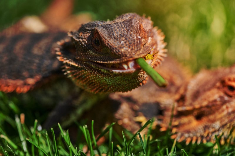 bearded dragon eating a dandelion flower in the sunshine