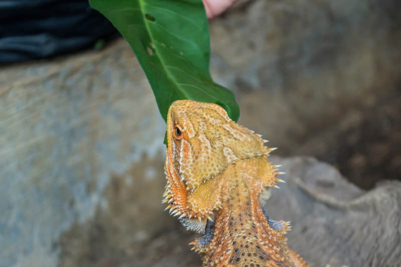 bearded dragon eating kale leaves