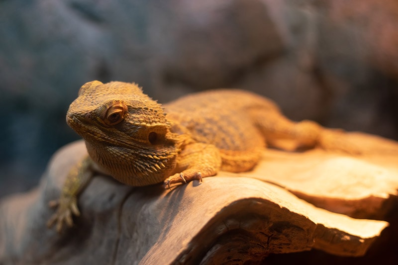 Can a Bearded Dragon Eat Fish? A Deeper Look into Their Dietary Needs