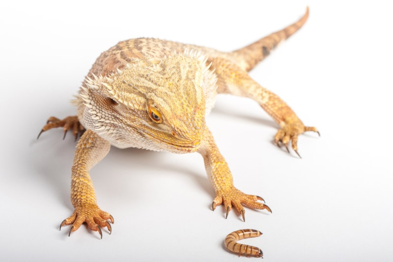 bearded dragon looking at a worm