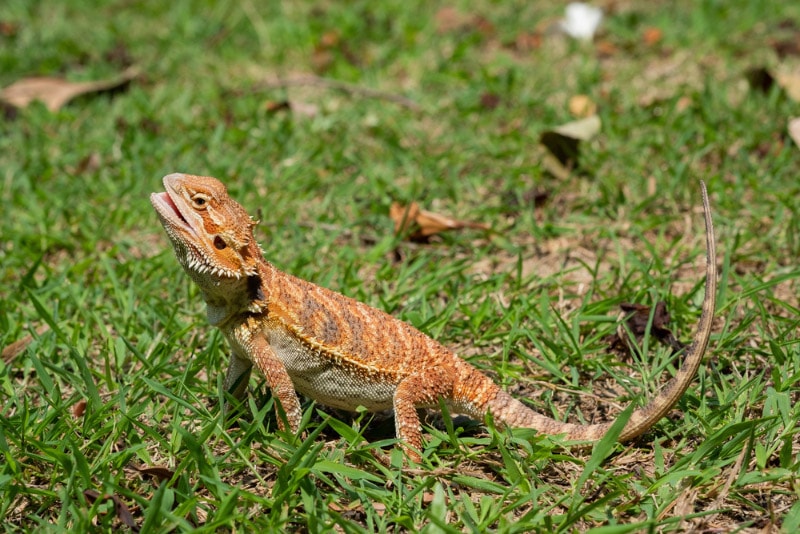 bearded dragon on ground with blur background