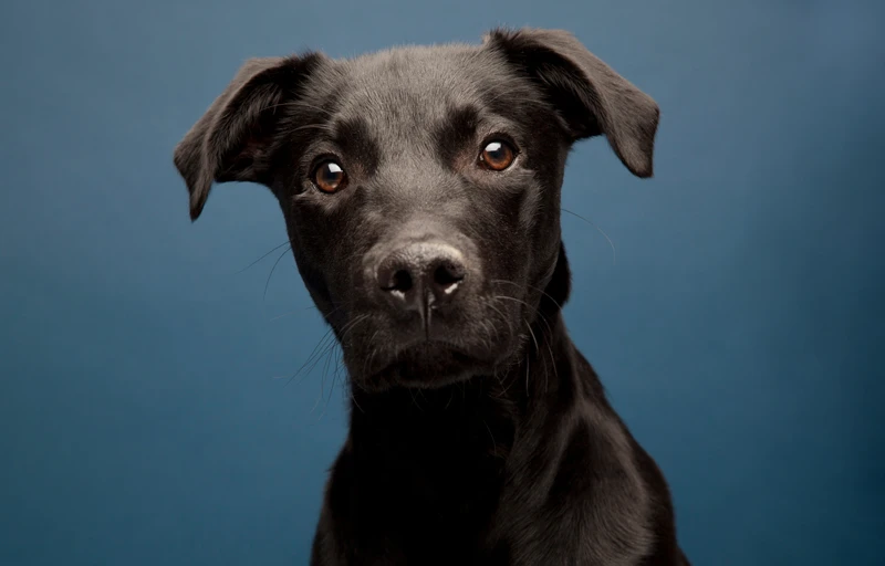 black labrador whippet mixed breed dog on blue background