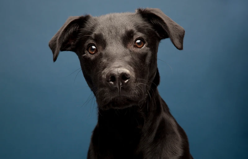 Black lab whippet 2025