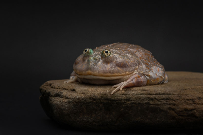 budgett's frog resting on flat rock