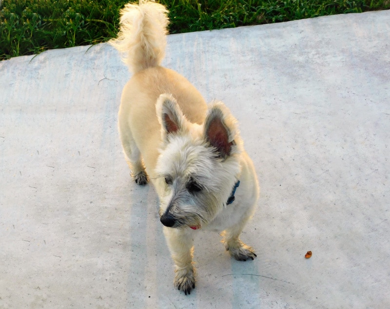 bushland terrier dog