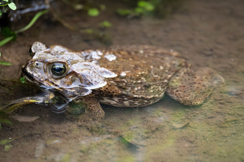 cane toad in the water