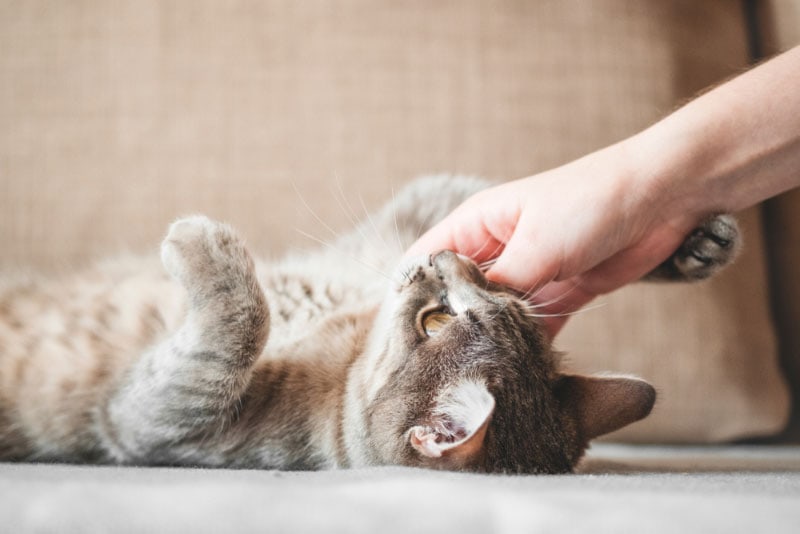 cat getting tickles from the owner