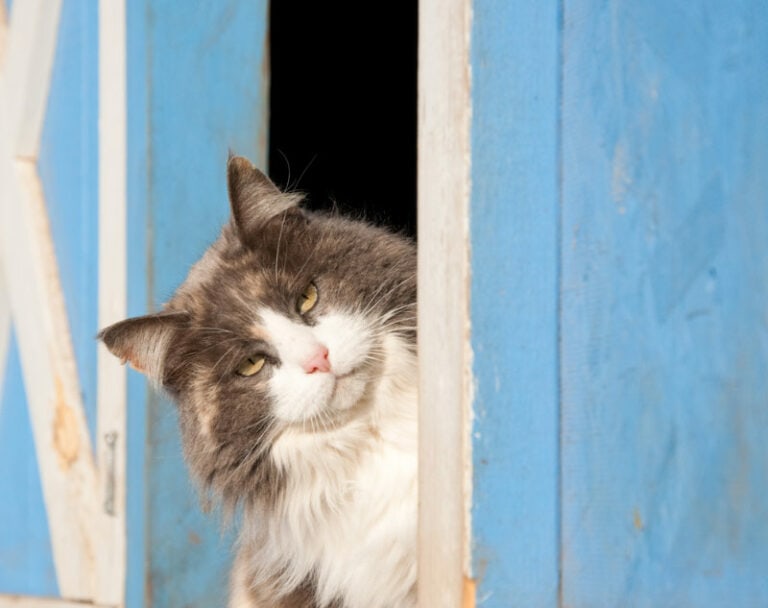 260-barn-cat-names-fun-options-for-your-farm-pet-hepper