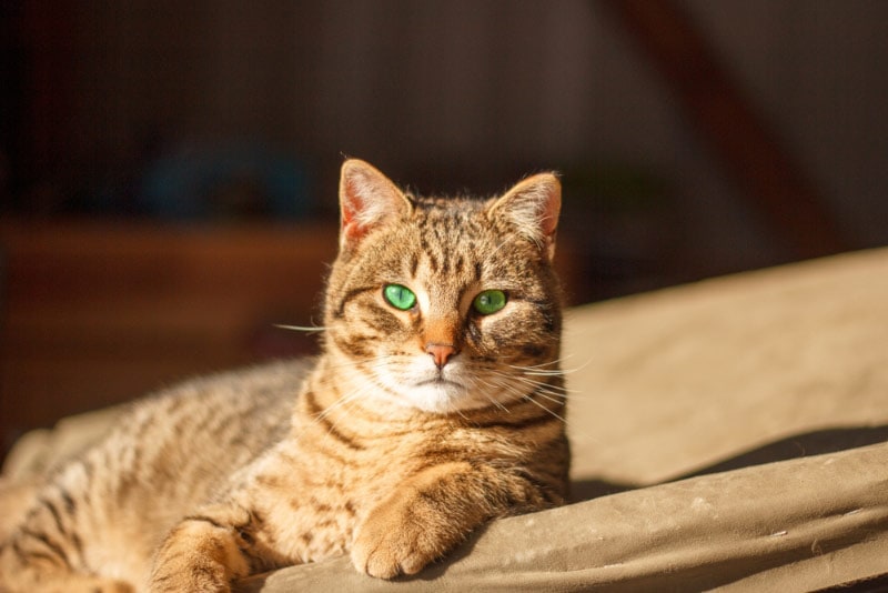 cat resting in a barn