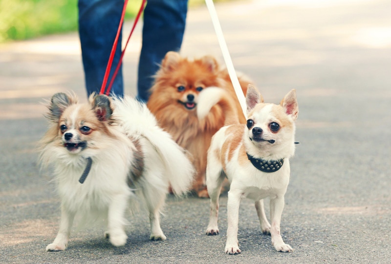 chihuahua and pomeranian dogs in the park