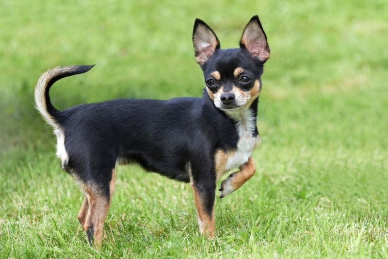 chihuahua dog standing on grass lifting one front leg