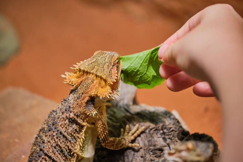 child hand while feeding a bearded dragon (Bartagame) with garlic mustard