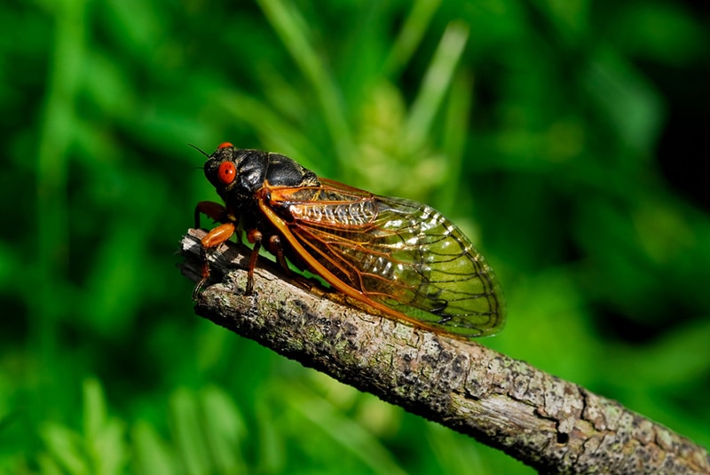 cicada in a branch