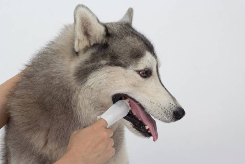 cleaning dog's teeth with dental wipes