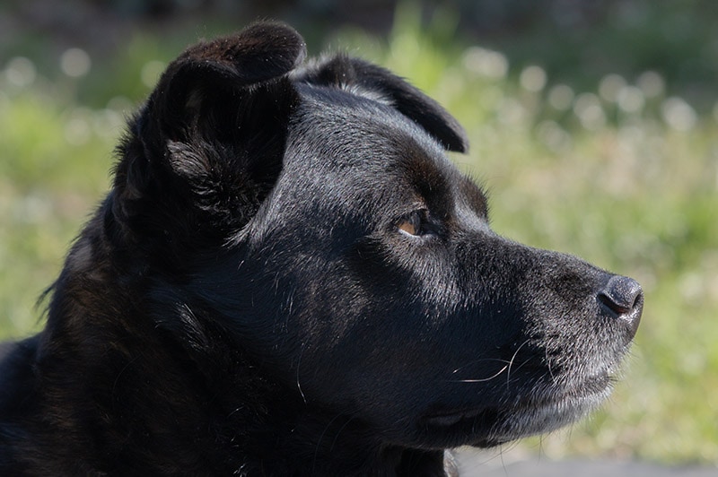 close up Corgi Schipperke mix dog