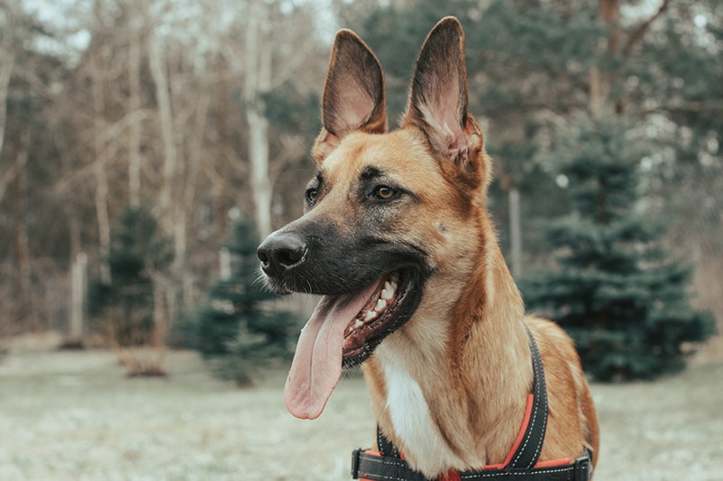 close up german shepherd dog with ears pinned up