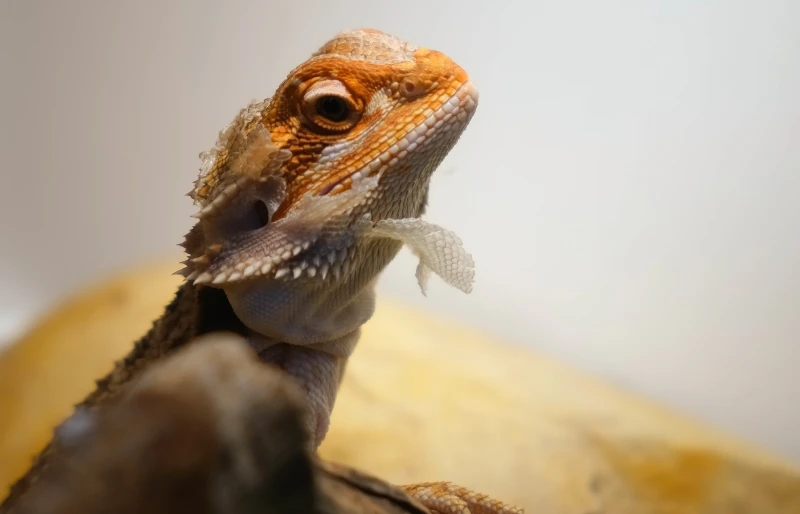 close up of a baby bearded agama dragon shedding