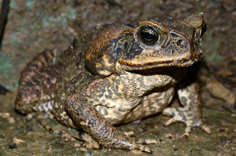 close up of a cane toad