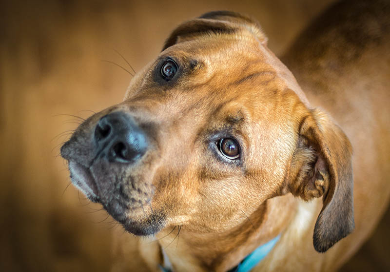 close up Rhodesian Ridgeback Mastiff Mix dog