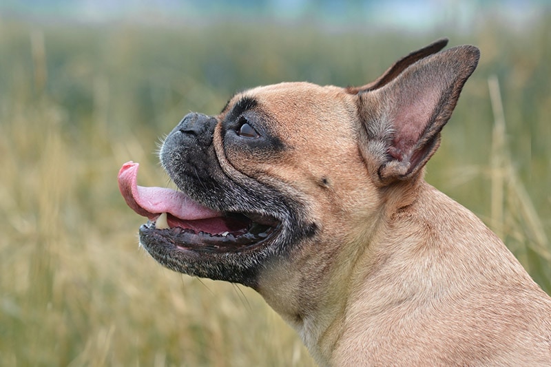 close up side profile of a French Bulldog sticking out its tongue