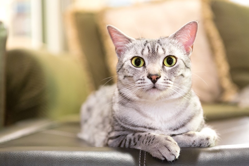 comfortable Egyptian Mau cat