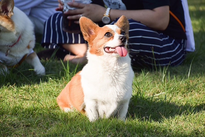 Corgi Chihuahua mix dog in the park