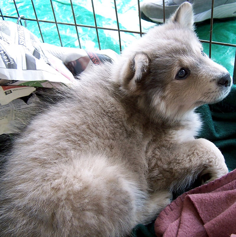Corgi Chow Mix puppy inside the cage