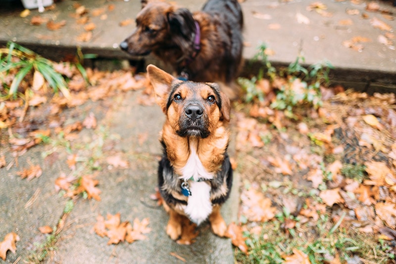 corgi german shepherd mix dog sitting on the ground