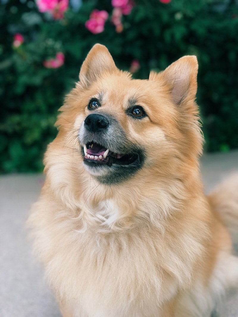 corgi pomeranian mix dog up close