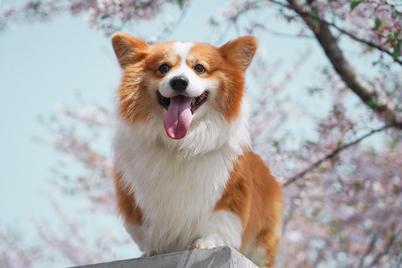 corgi dog under the tree during spring