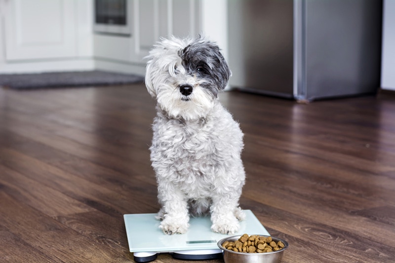 https://www.hepper.com/wp-content/uploads/2023/08/cute-poodle-dog-on-weigh-scales_Boryana-Manzurova_Shutterstock.jpg