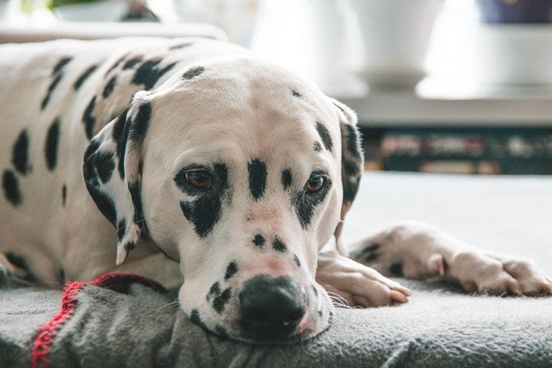 dalmatian dog looking sick