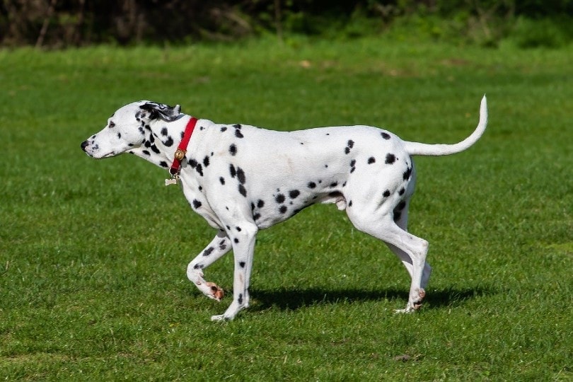 dalmatian dog walking on grass