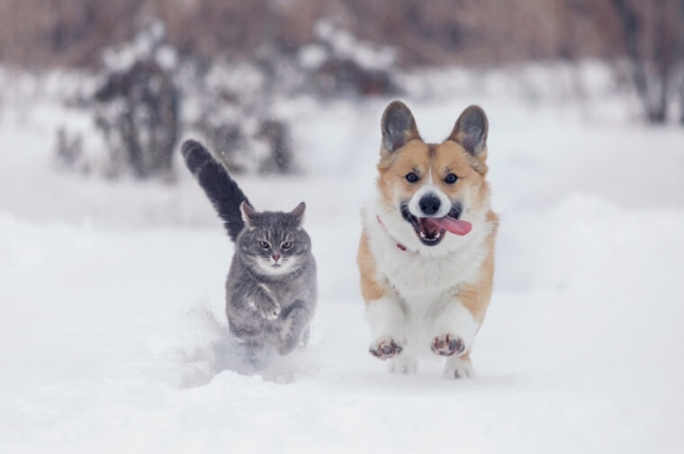 Are Cats Faster Than Dogs? VetReviewed Science Facts Hepper