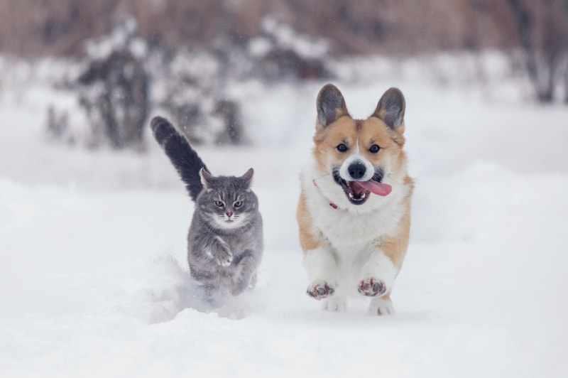 dog and cat running in the snow outside