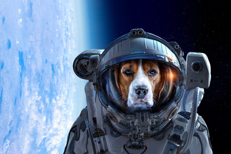 dog astronaut