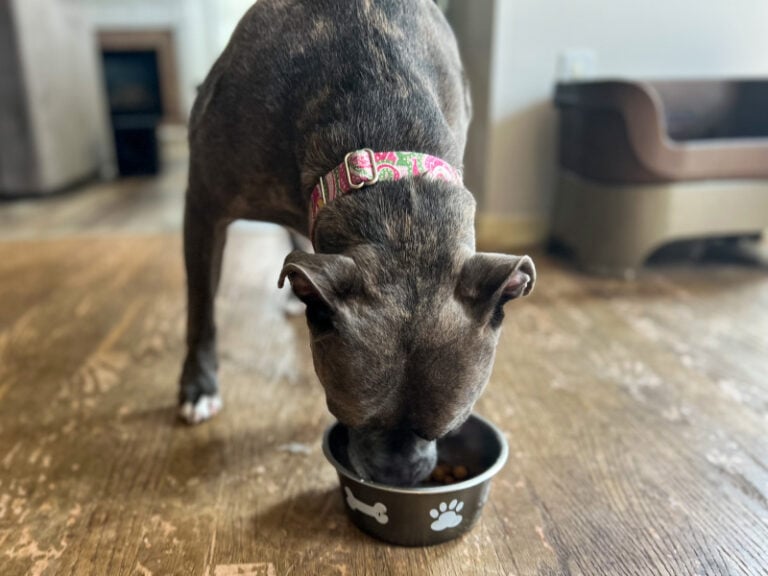 Rachael Ray Nutrish Dog Food Review 2024 Recalls, Pros & Cons Hepper