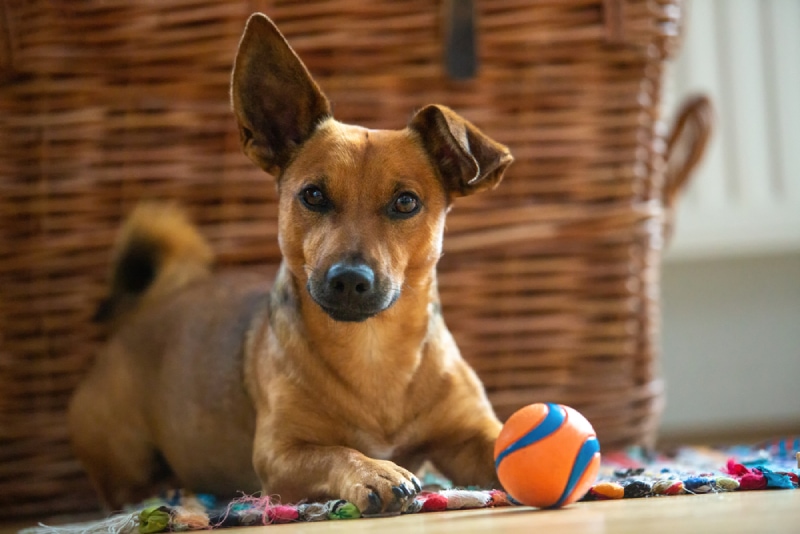 dog playing with toys indoor